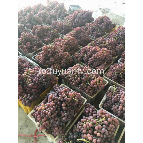 Yunnan struguri roșii gata să exporte